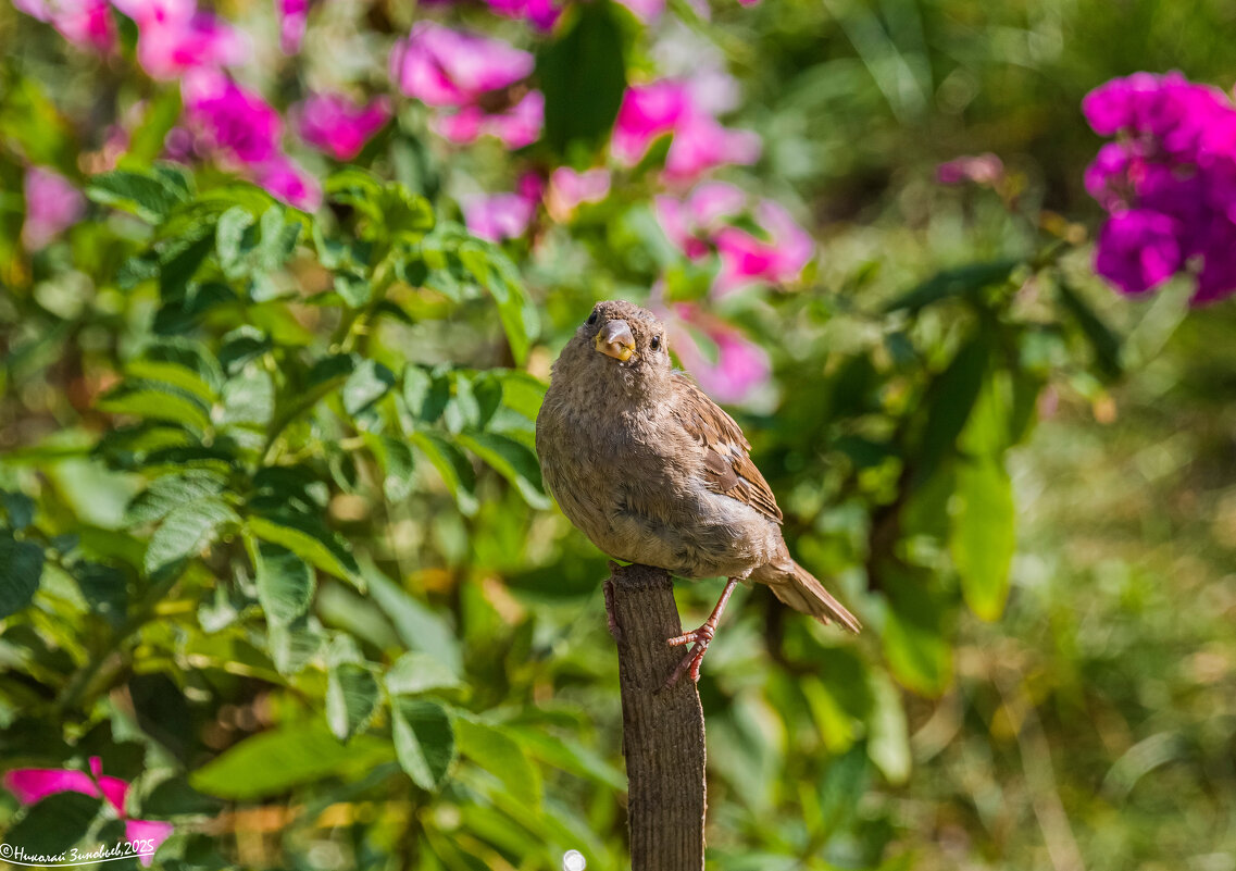 Любопытный воробей) - Николай Зиновьев Любопытный воробей) - Николай Зиновьев