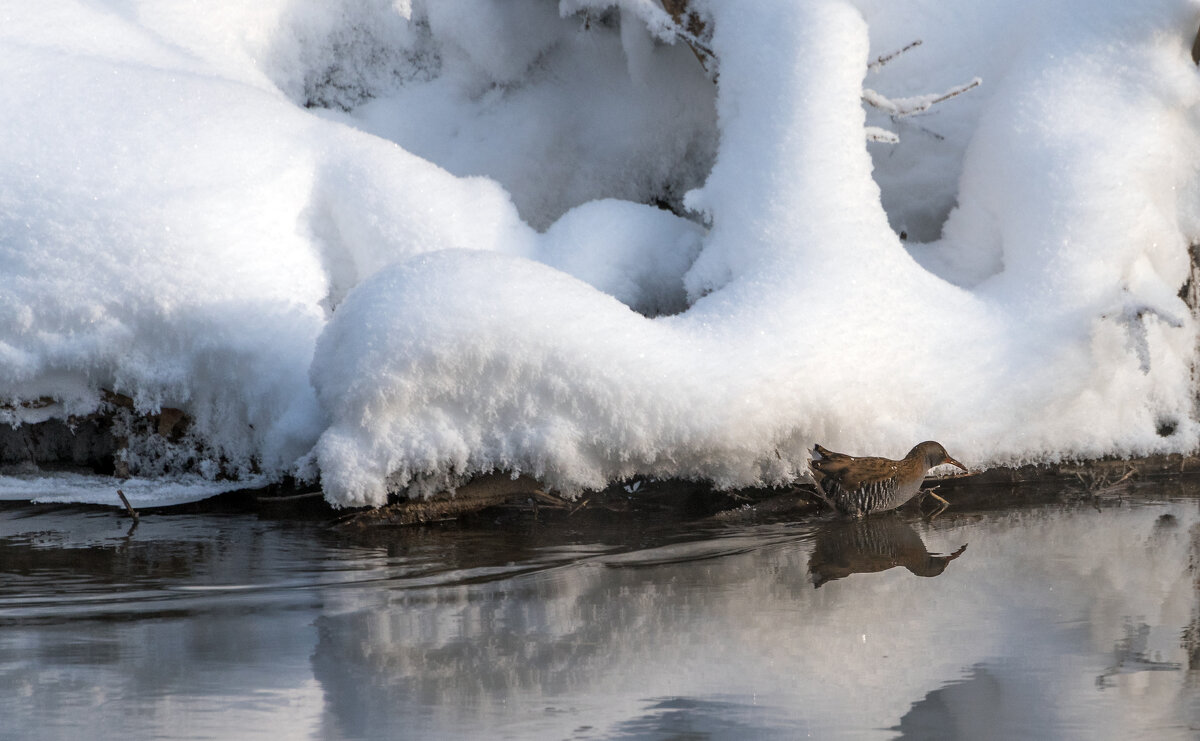 Водяной пастушок. - Владимир Безбородов