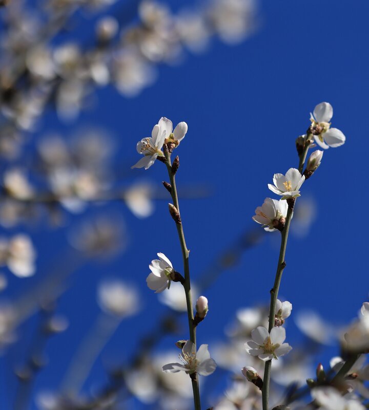 Весна торопится в гости. Февраль, Крым - Светлана Тихонина