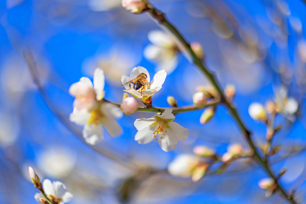 Весна торопится в гости. Февраль, Крым - Светлана Тихонина