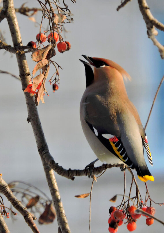 Свиристель - Ната Волга Свиристель - Ната Волга