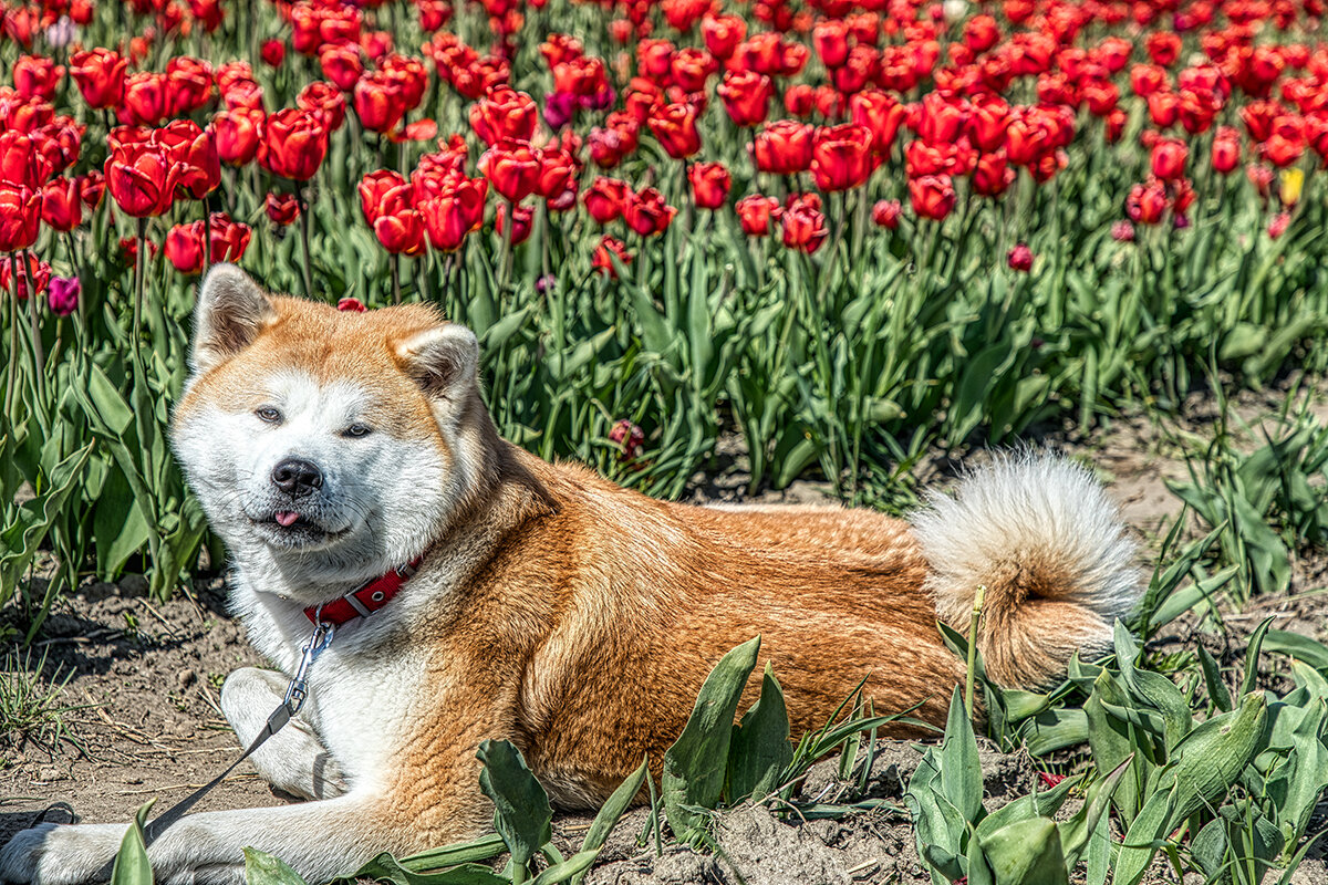 Сторож тюльпанов. - Владимир Самсонов