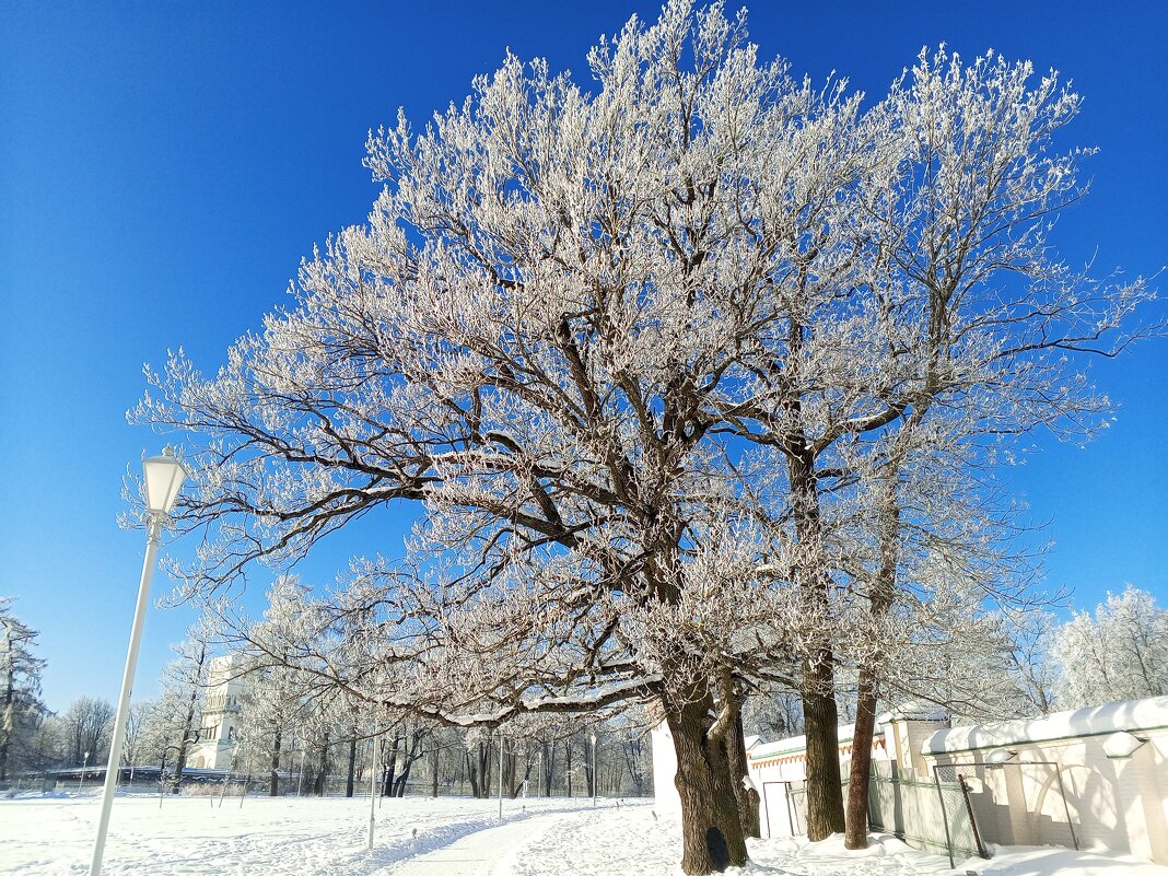 Зима - Сапсан 