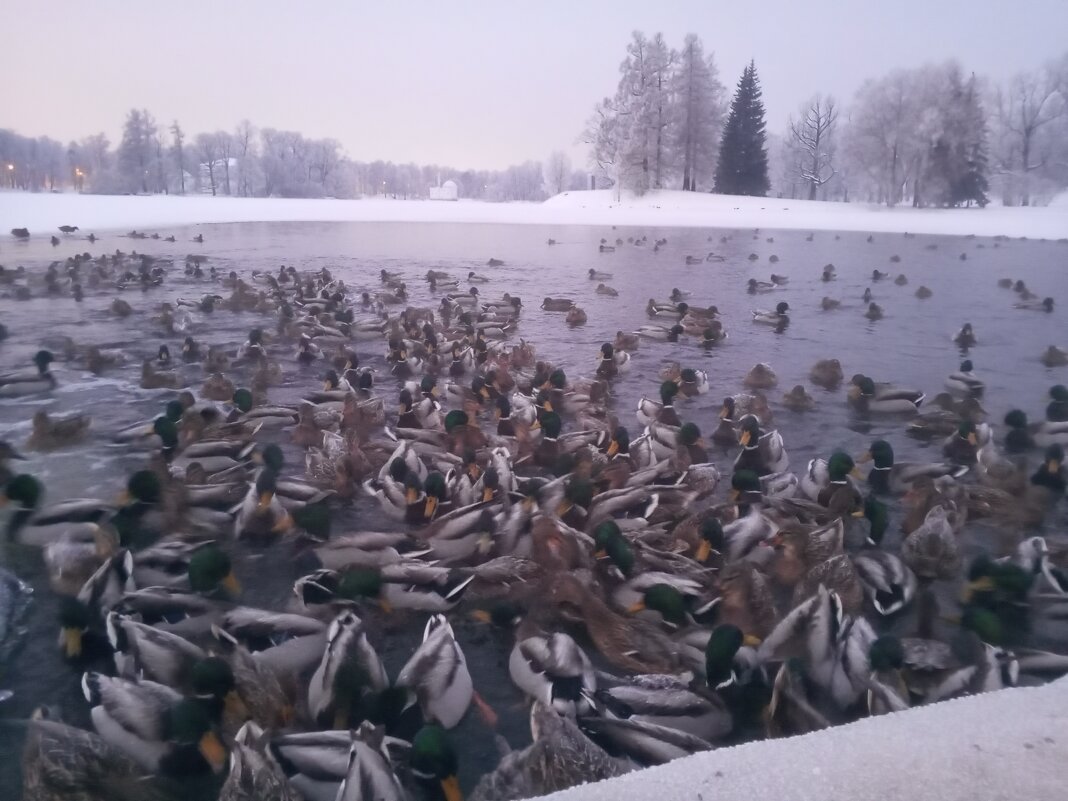 Утки - Сапсан 
