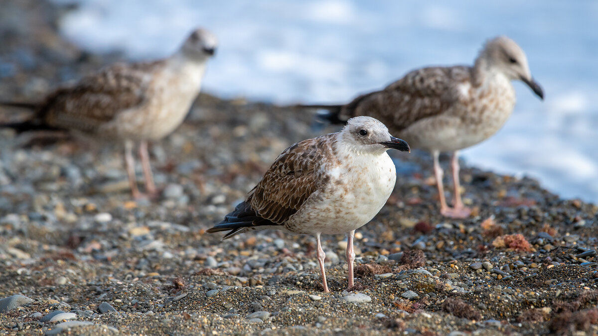 На морском берегу. Чайки. - Владимир Лазарев На морском берегу. Чайки. - Владимир Лазарев