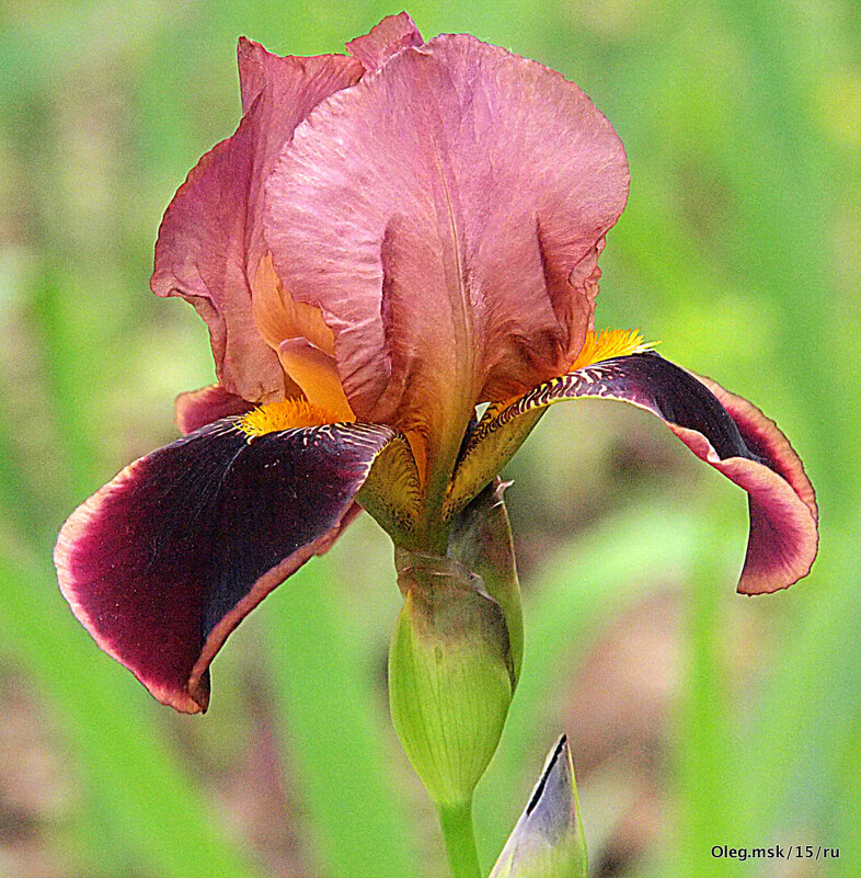 они на радость нам даны - Олег Лукьянов они на радость нам даны - Олег Лукьянов