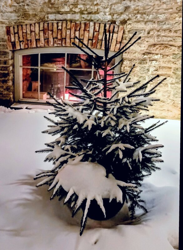 Вечерняя прогулка - Veera V