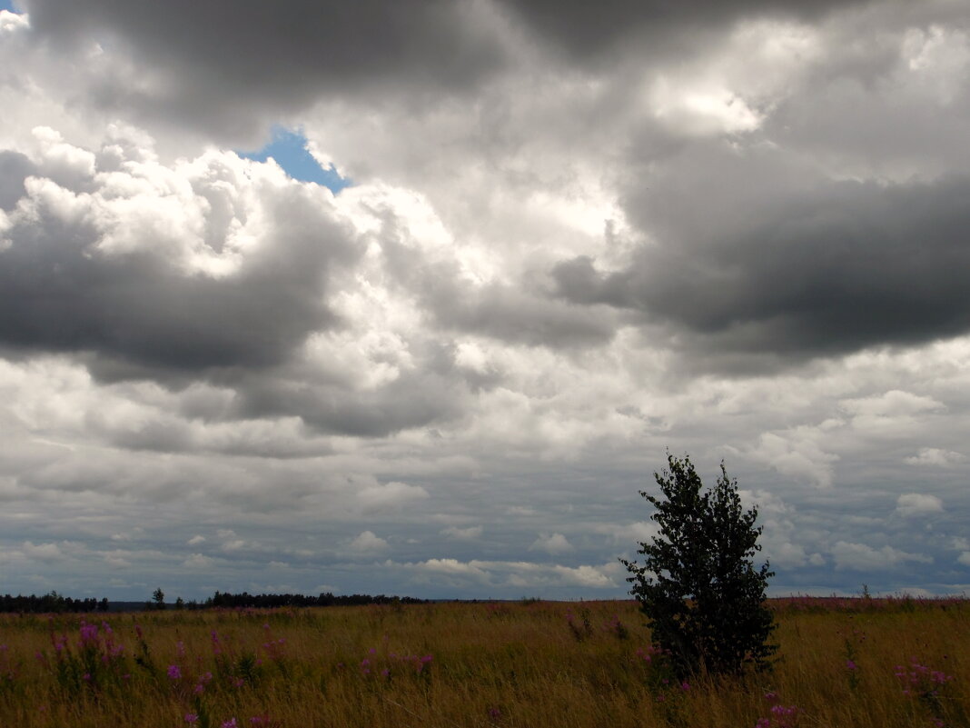 Ветер тучи нагоняет. - nadyasilyuk Вознюк