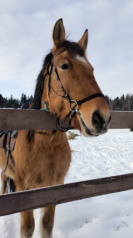 Руслан. - Ольга 