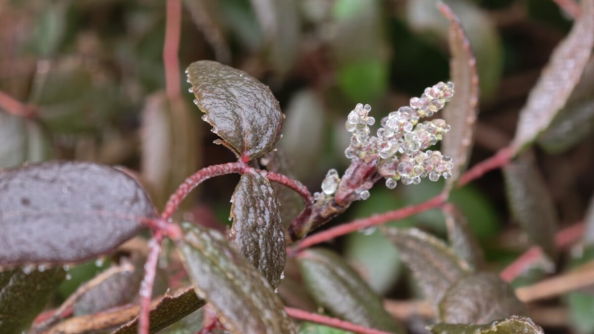 Замёрзшие соцветия - Мариша 