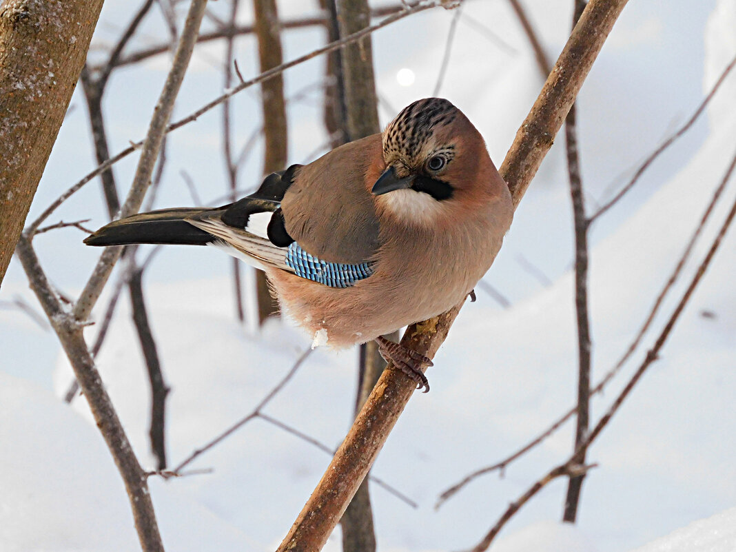 Сойка - Лина 