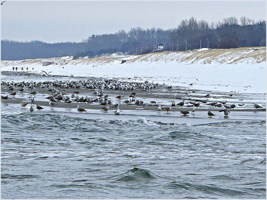 Чайки. - Валерия Комова