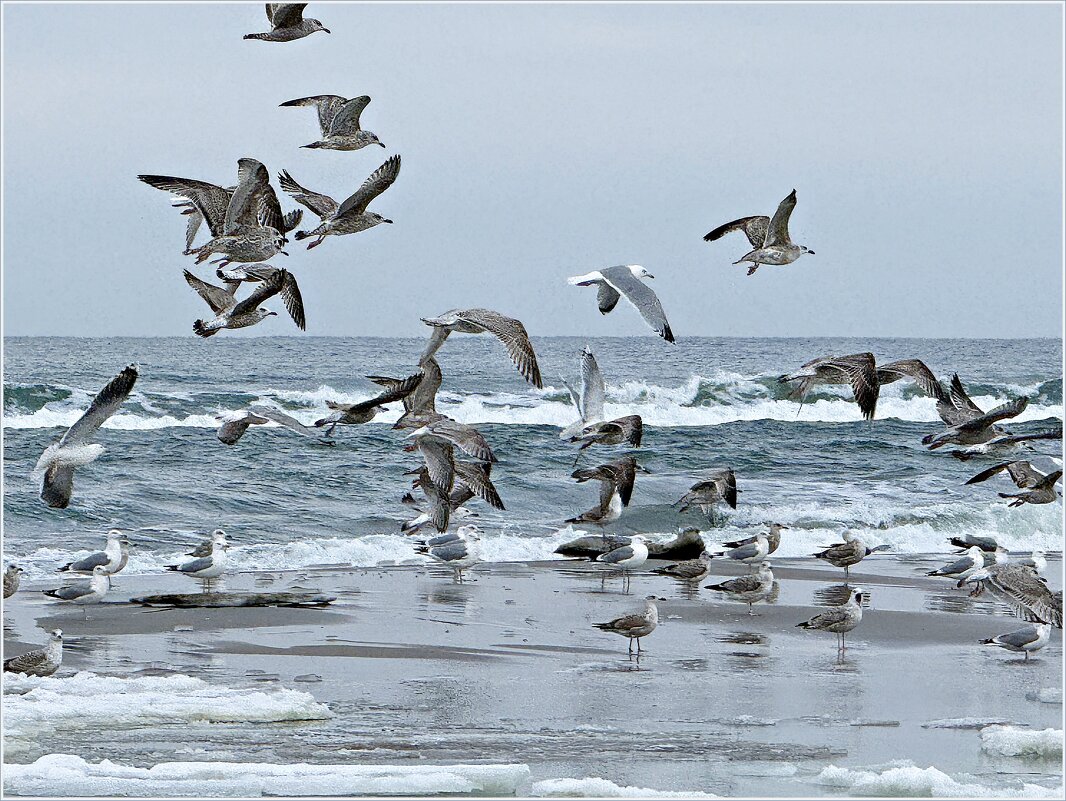 Балтийские чайки. - Валерия Комова