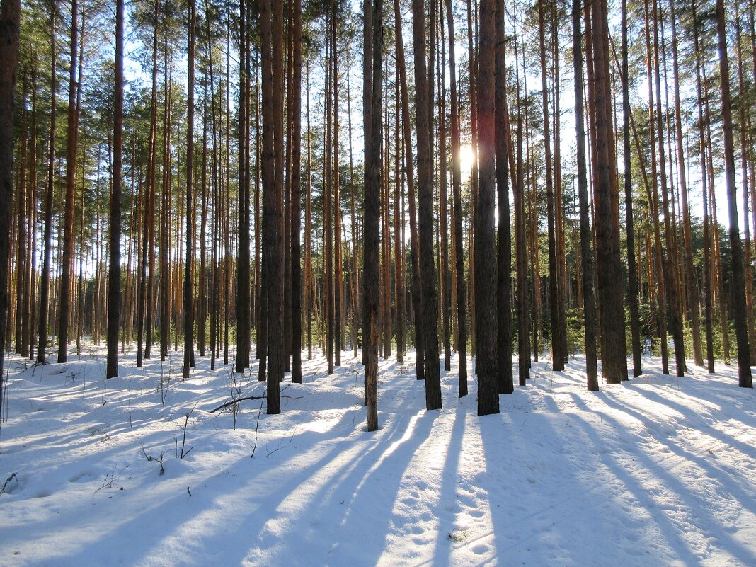 Зима в лесу. - Наталья ***