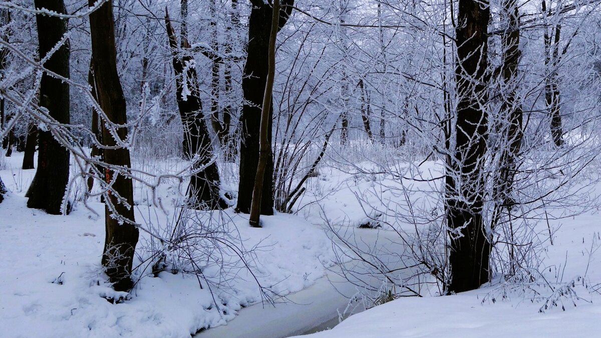 Заснеженный парк - Рита Симонова