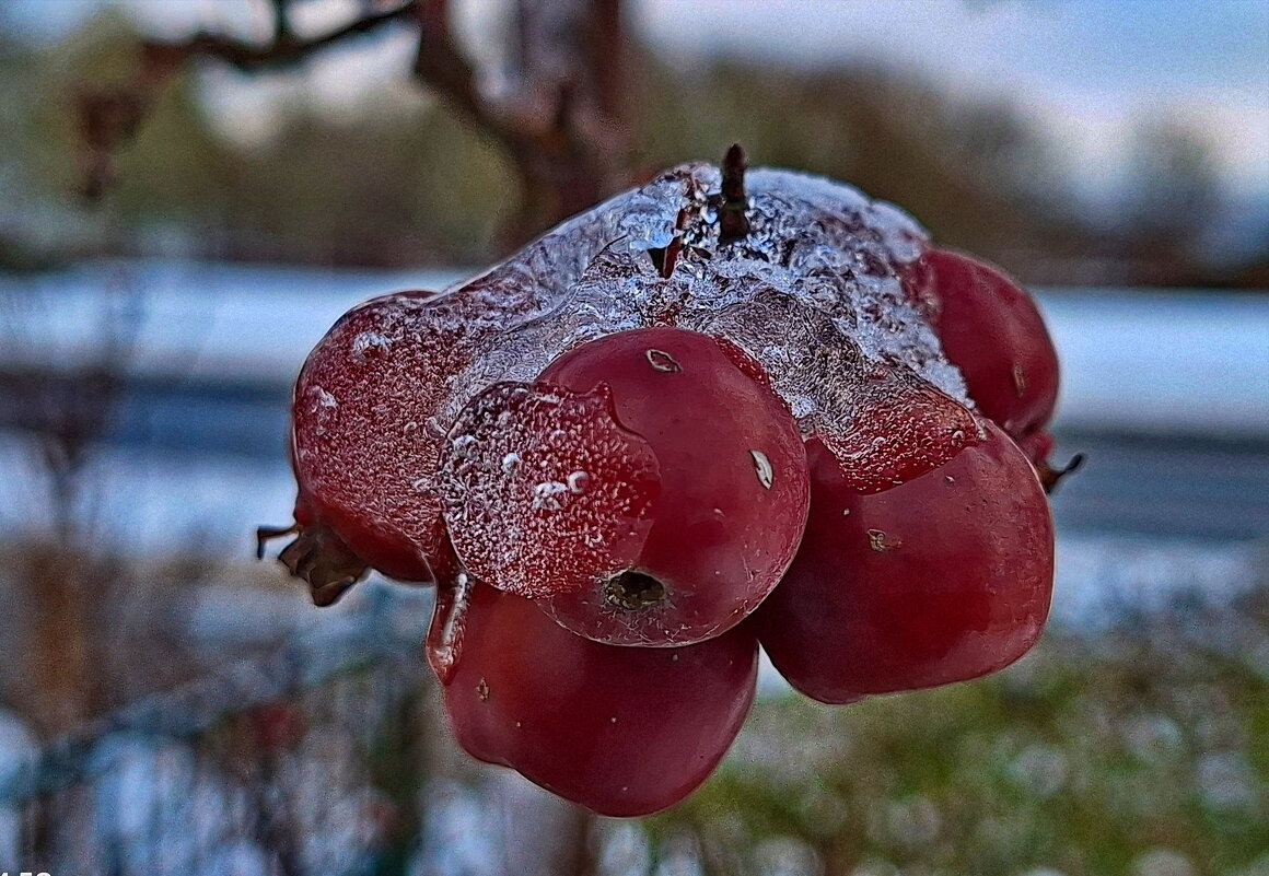 О райсеих ябдлках - Андрей K.