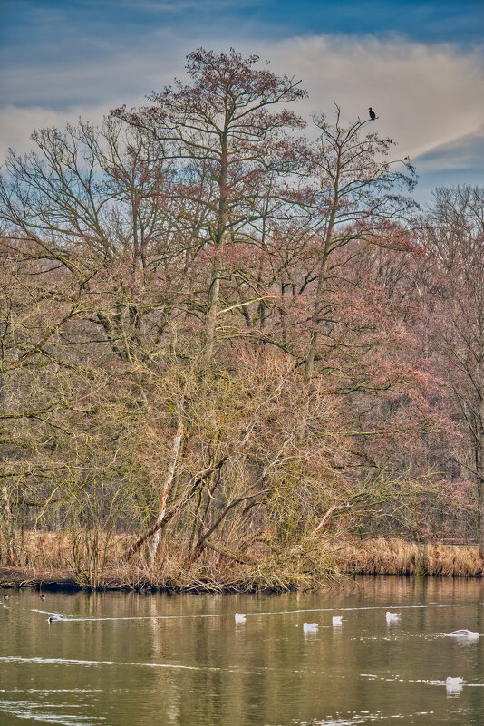 (°-°) - Jakob Dick