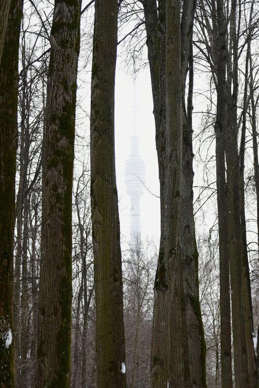 Останкинская телебашня среди деревьев. - Наталья Вязигина