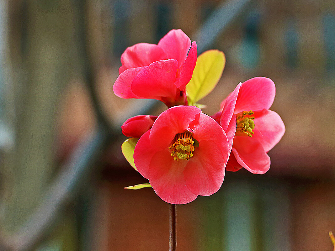 Весеннее трио - Светлана 