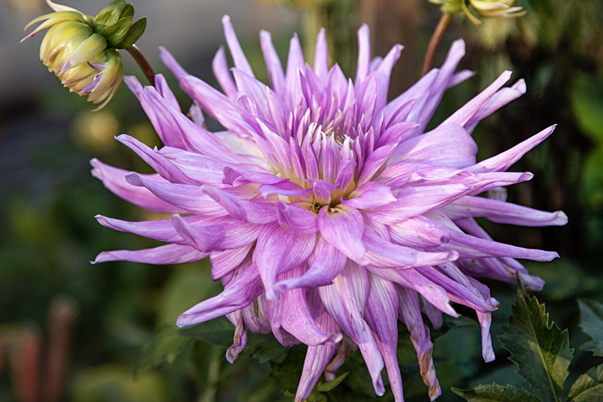 Осенний георгин. - Лилия *