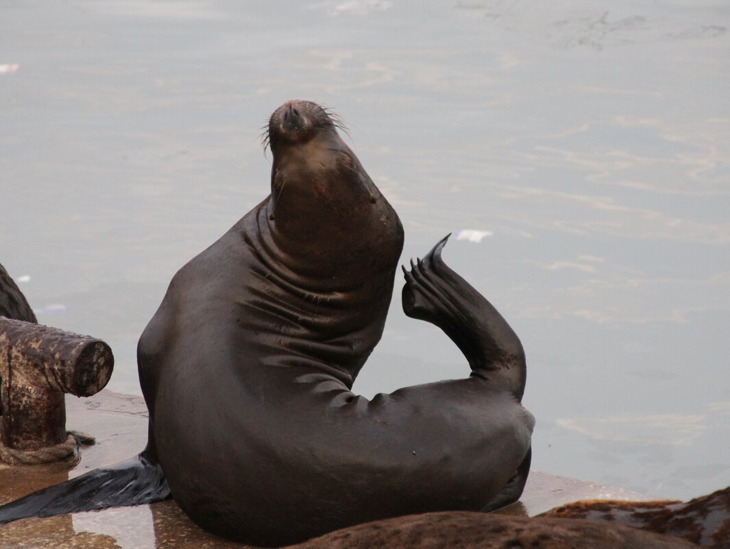 Морской лев - Валентина 