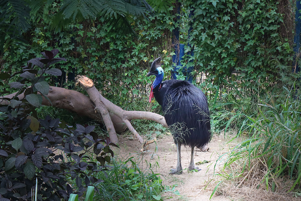 Казуар - Галина Ильясова Казуар - Галина Ильясова