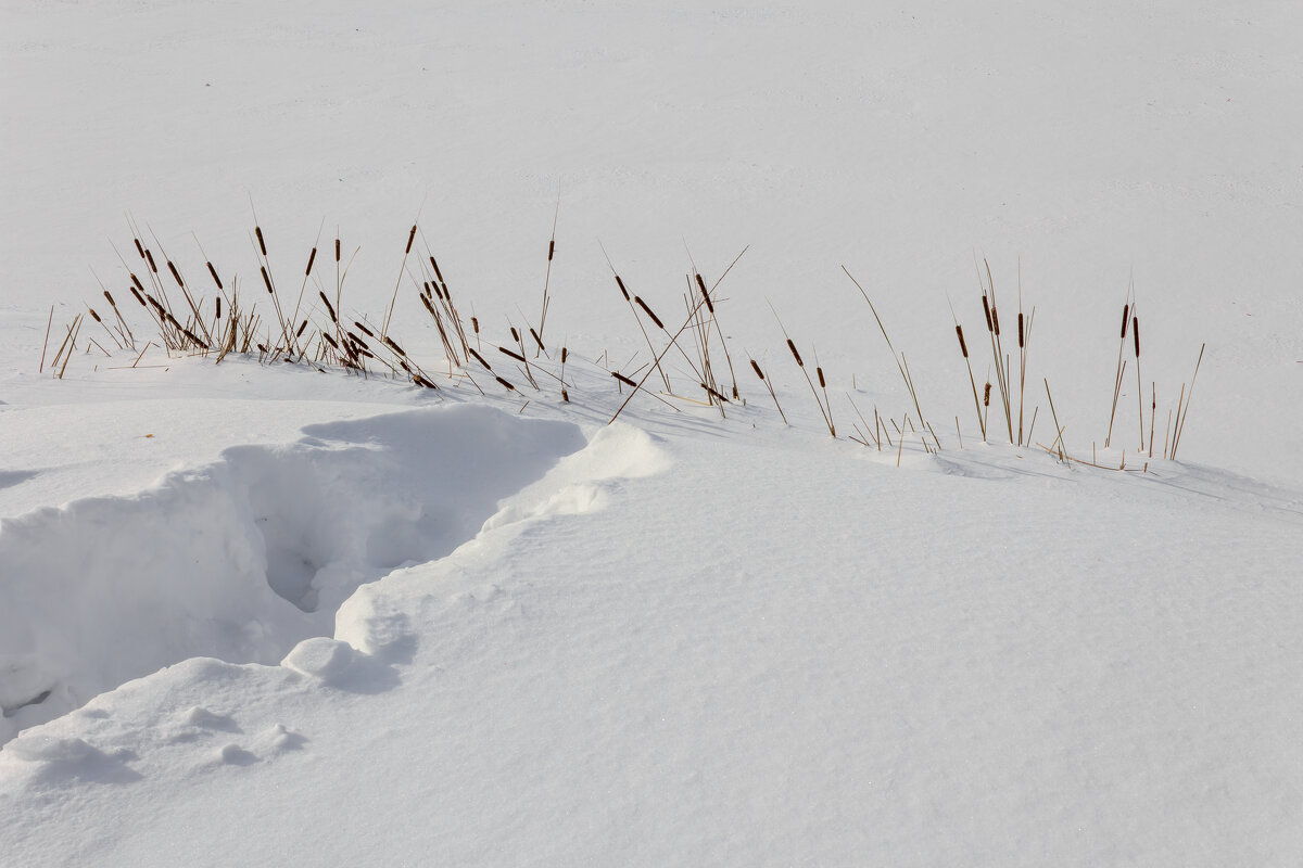 Рогоз. Парк "Кусково". Февраль. - Борис Калитенко