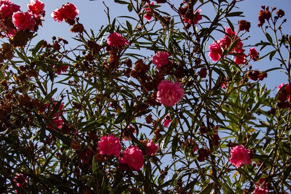 Олеандр - Светлана SvetNika17