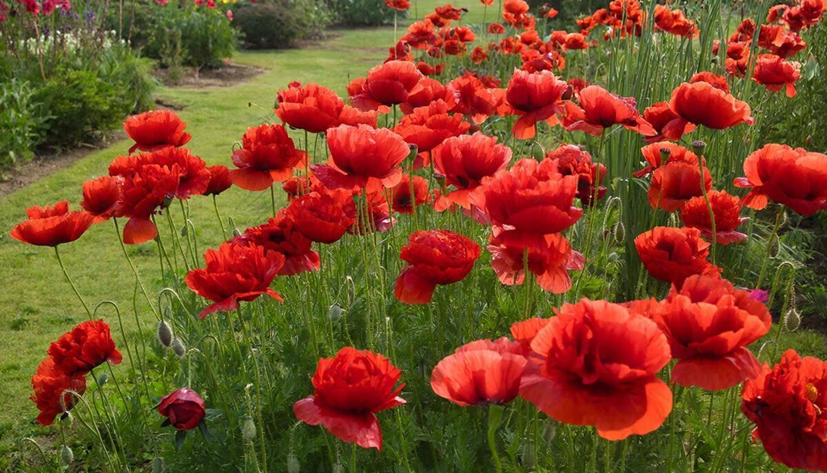 ЦВЕТЫ - МАРИЯ ПОПОВА