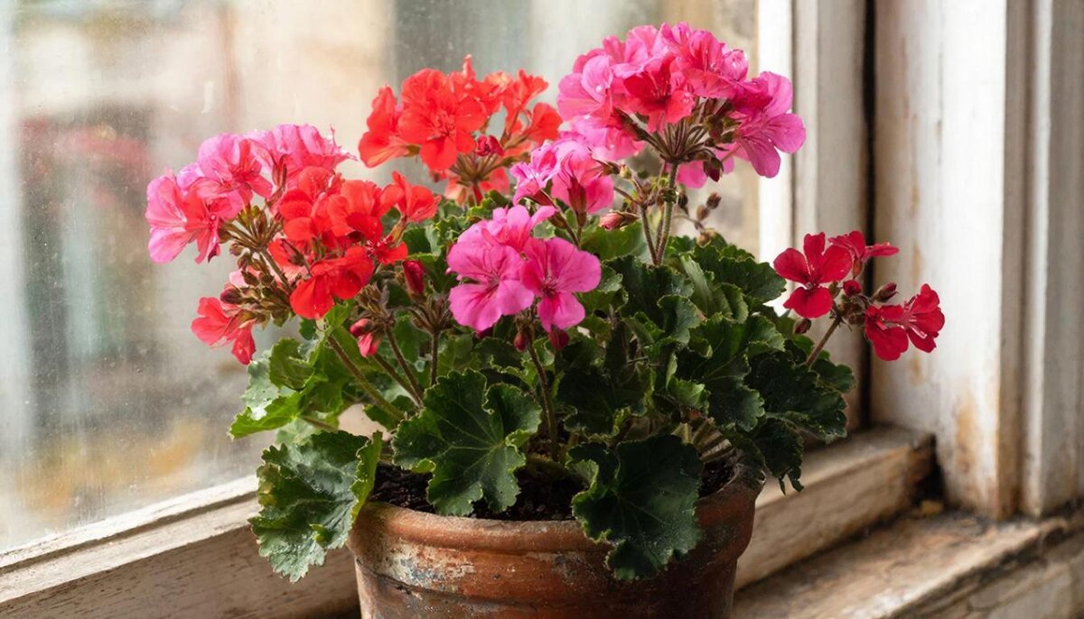 ЦВЕТЫ - МАРИЯ ПОПОВА