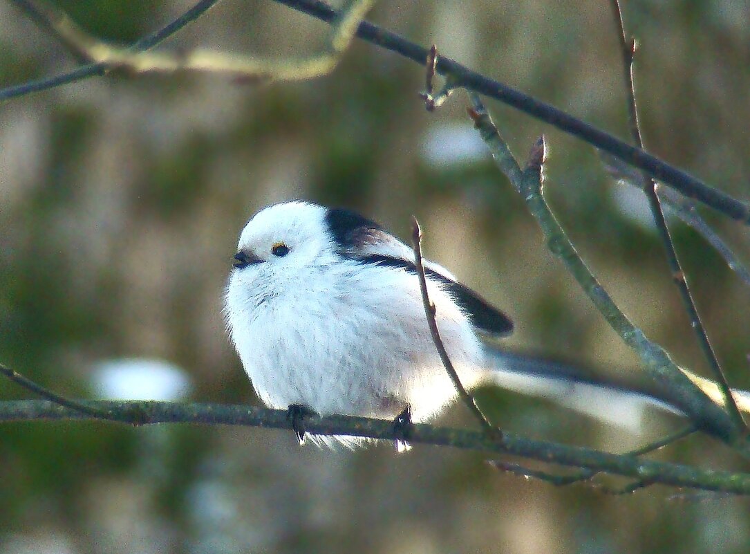 ополовник - gawrilа - dan