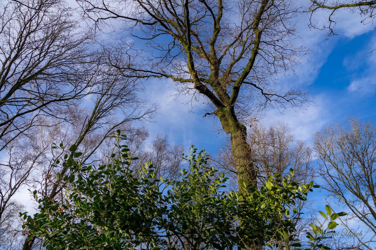 Деревья и небо... - Николай Гирш