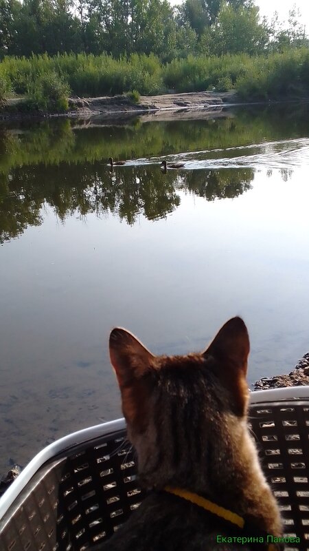 Река "Читинка" - Екатерина Панова