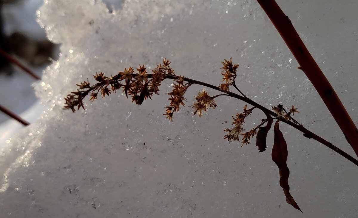 Скоро весна - светлана льдокова