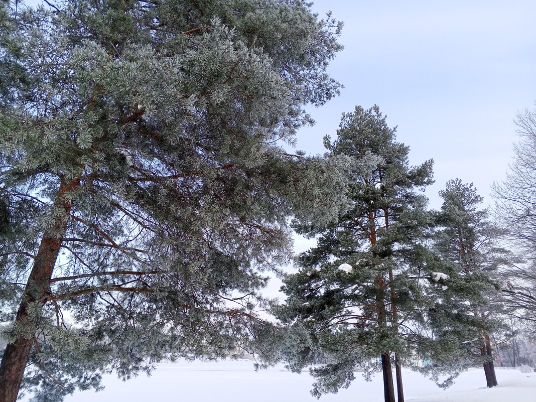 Зима - Сапсан 