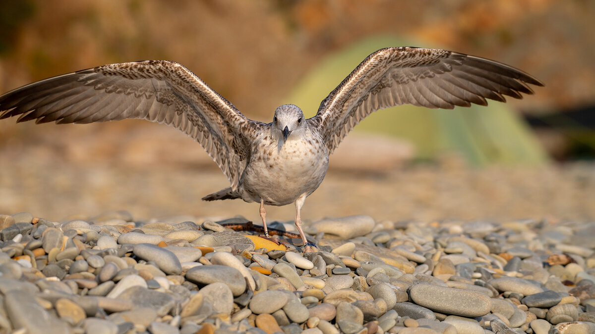 На морском берегу - Владимир Лазарев