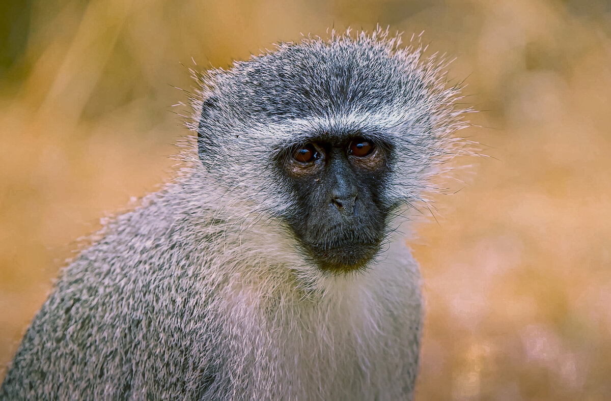 Верветка, или карликовая зелёная мартышка - Aleksey Afonin