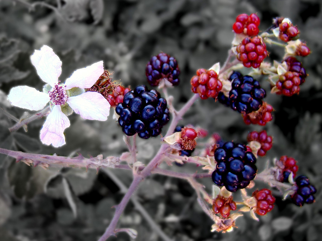 Ежевика - niko 