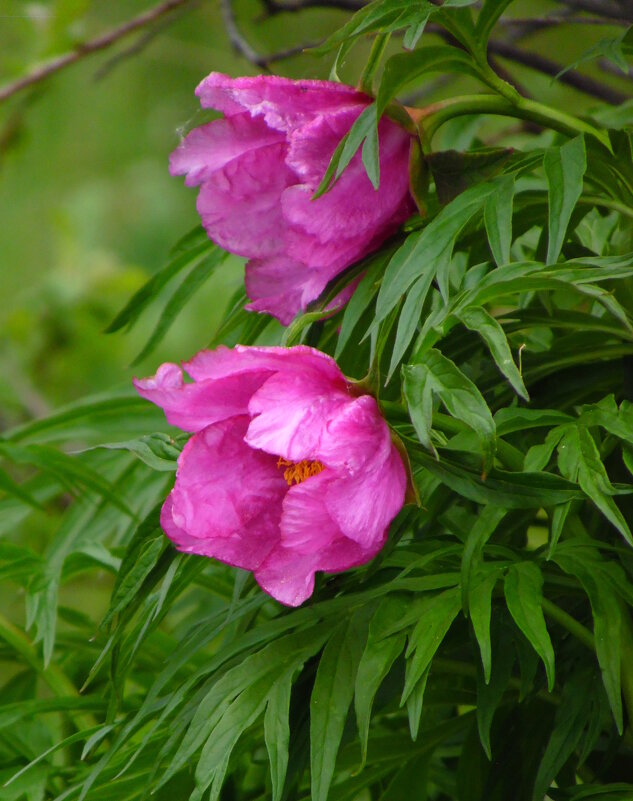 Марьин корень. - nadyasilyuk Вознюк Марьин корень. - nadyasilyuk Вознюк