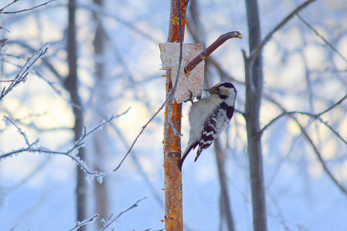 Малый дятел - Татьяна Лютаева Малый дятел - Татьяна Лютаева