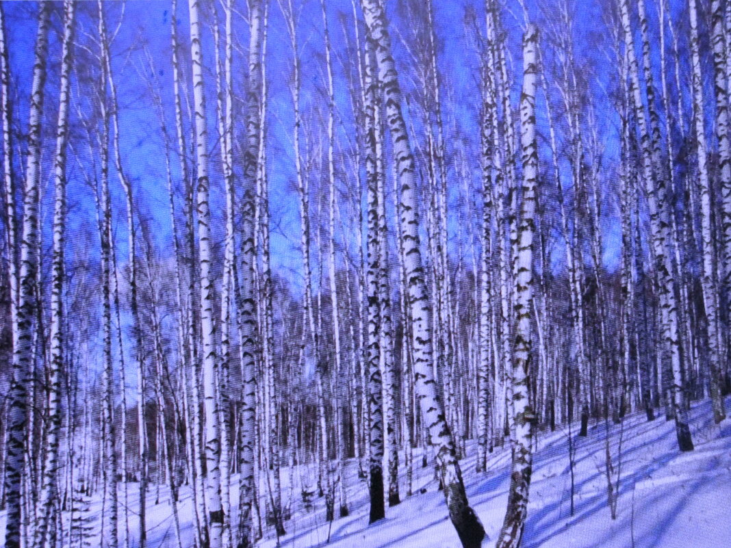 Берёзки - Людмила Смородинская