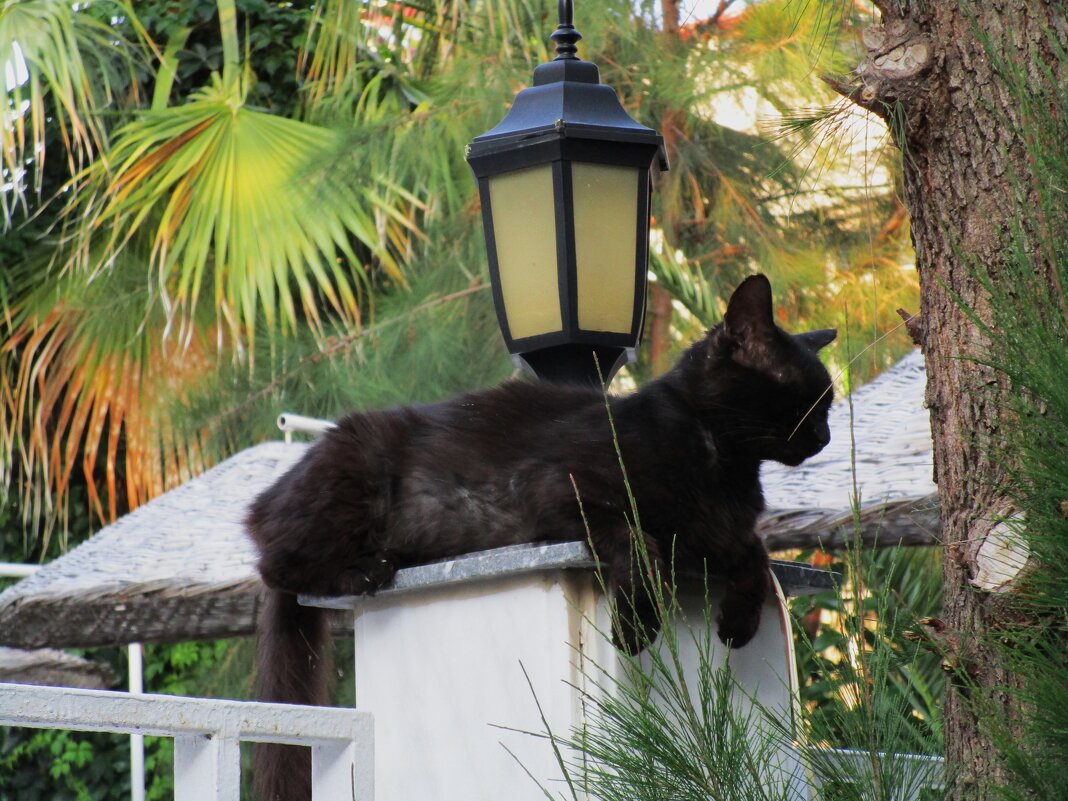 Мармарис июнь Турция - Елена Шаламова Мармарис июнь Турция - Елена Шаламова