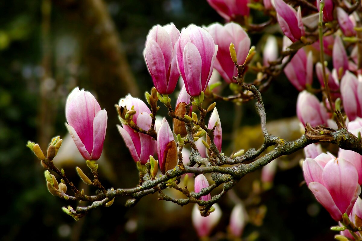 Доброе утро - Юрий. Шмаков