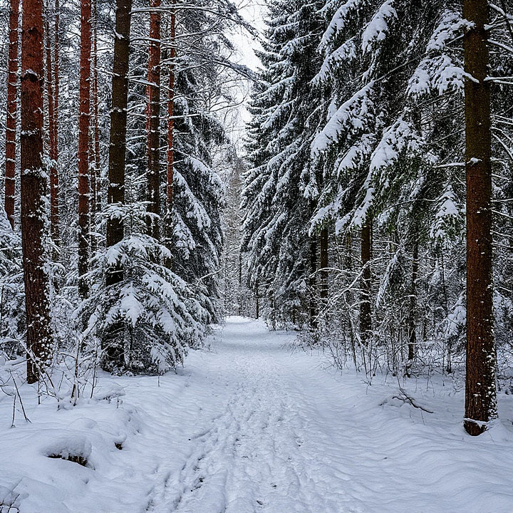 февраль. конец зимы. - Mila 