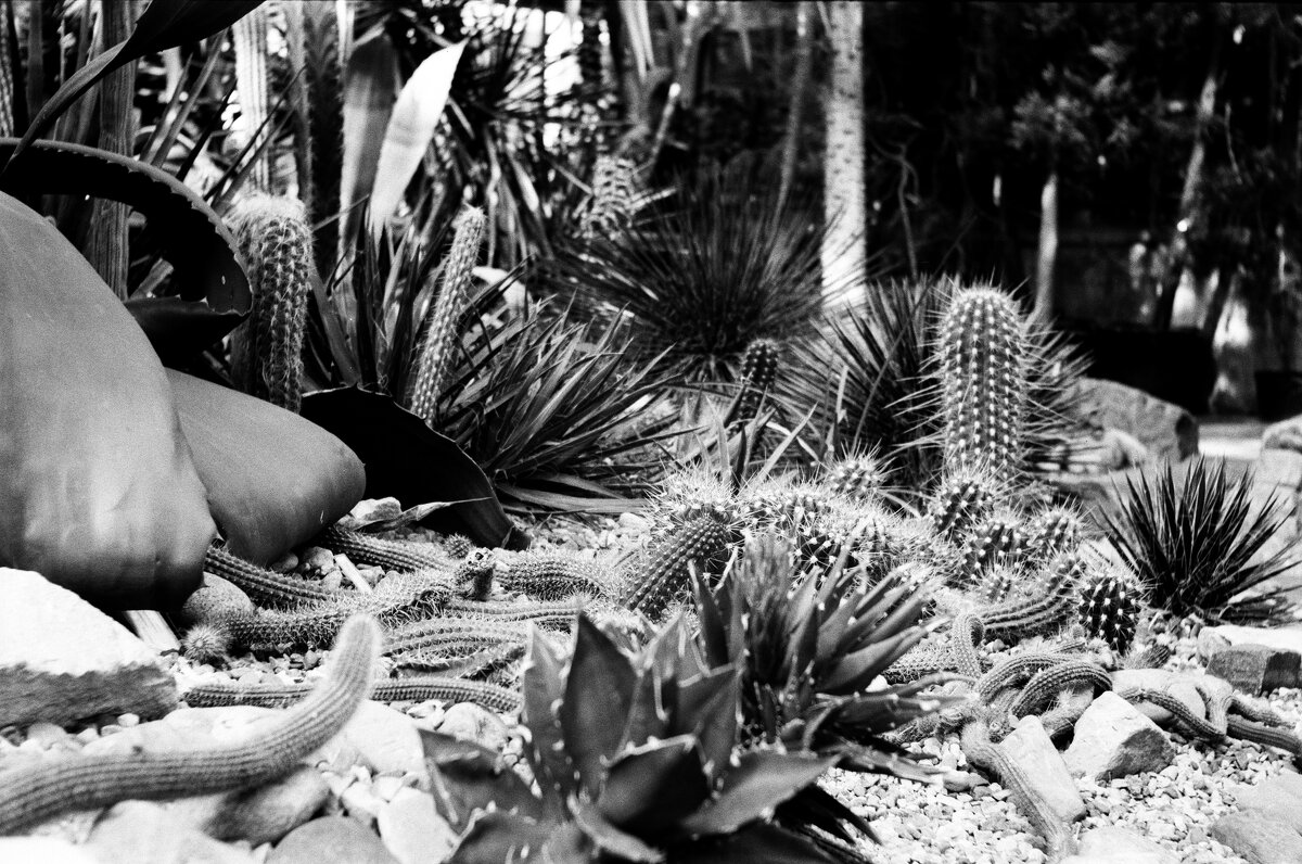 Кактусы - Алексей Лапин