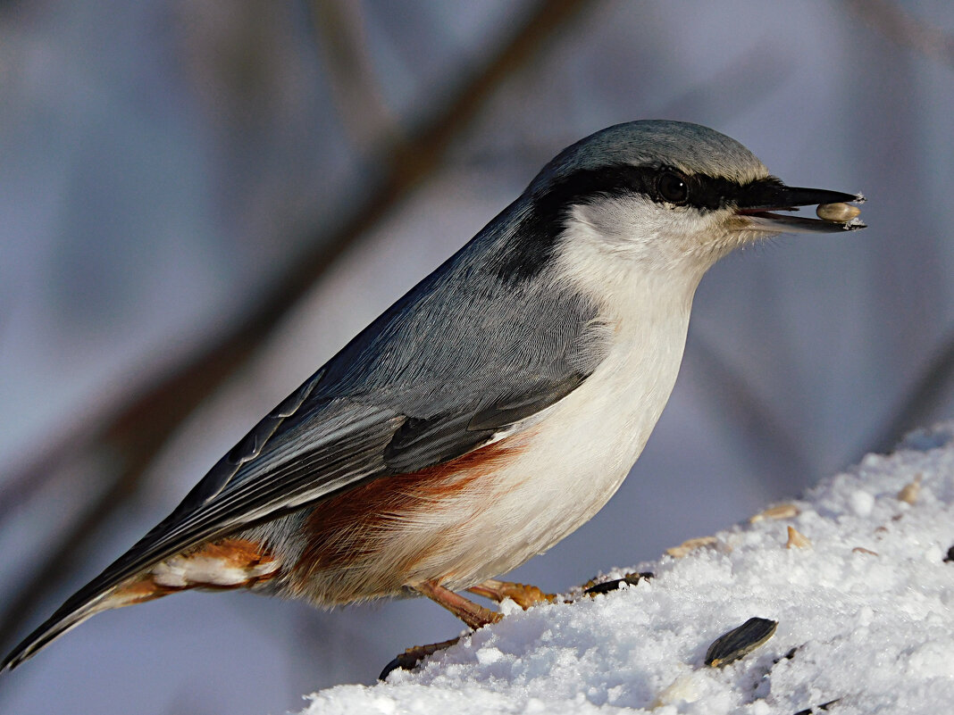Поползень - Лина 