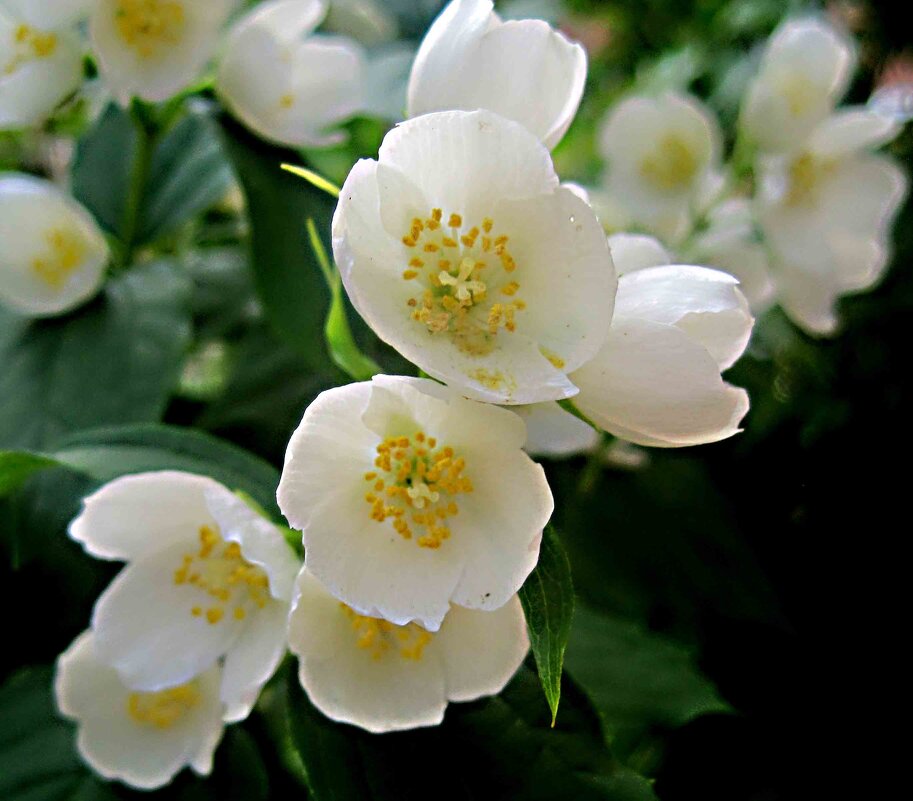 Когда придет весна... - Елена Семигина