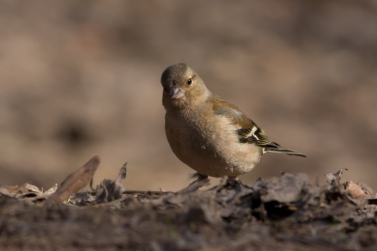 Самка зяблика - Игорь Шевченко