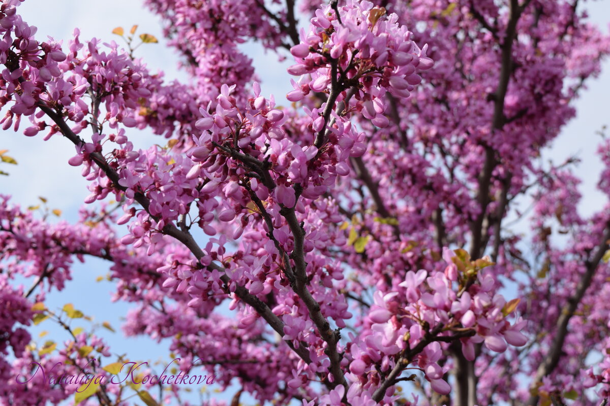 Природа Крыма - Amazing Cosmea