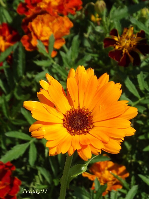 Календула - Freddy 97